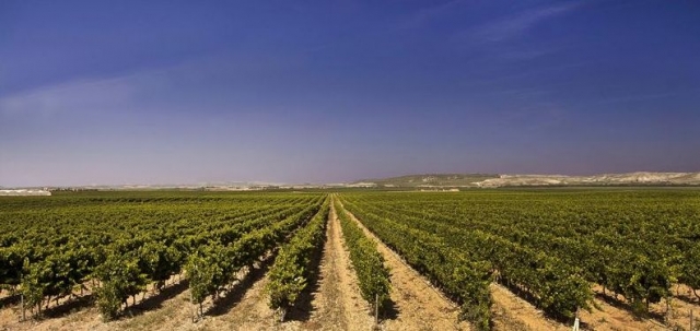  Weinberge mit Bergen in der Ferne 